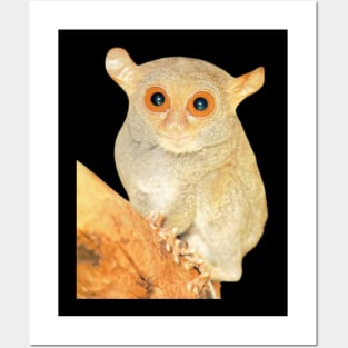 Tarsier animal Posters and Art